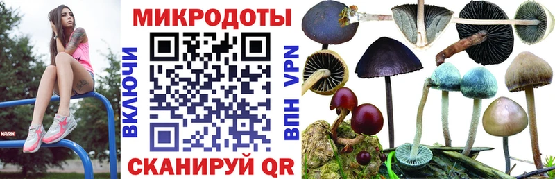 Галлюциногенные грибы Psilocybe  Судак 